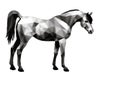 Horse, isolated grey monochrome image in low poly style